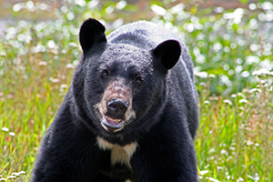 picture of black bear
